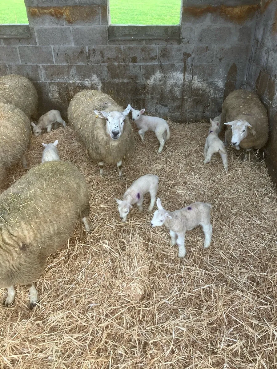 Ewes with lambs at foot - Image 2