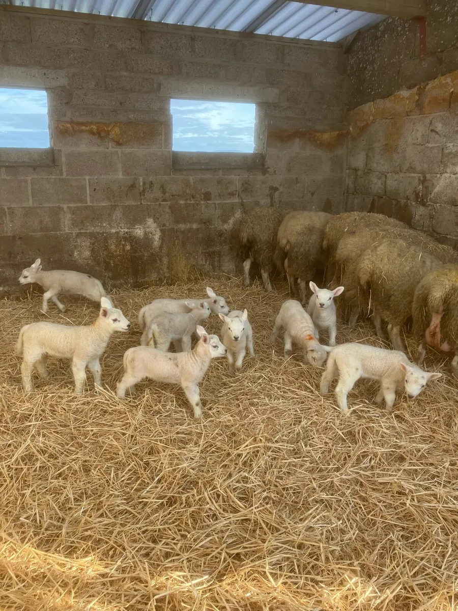 Ewes with lambs at foot - Image 3