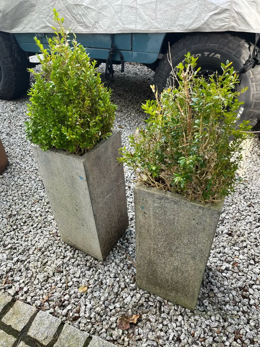 Plant pots (including plants) - Image 4