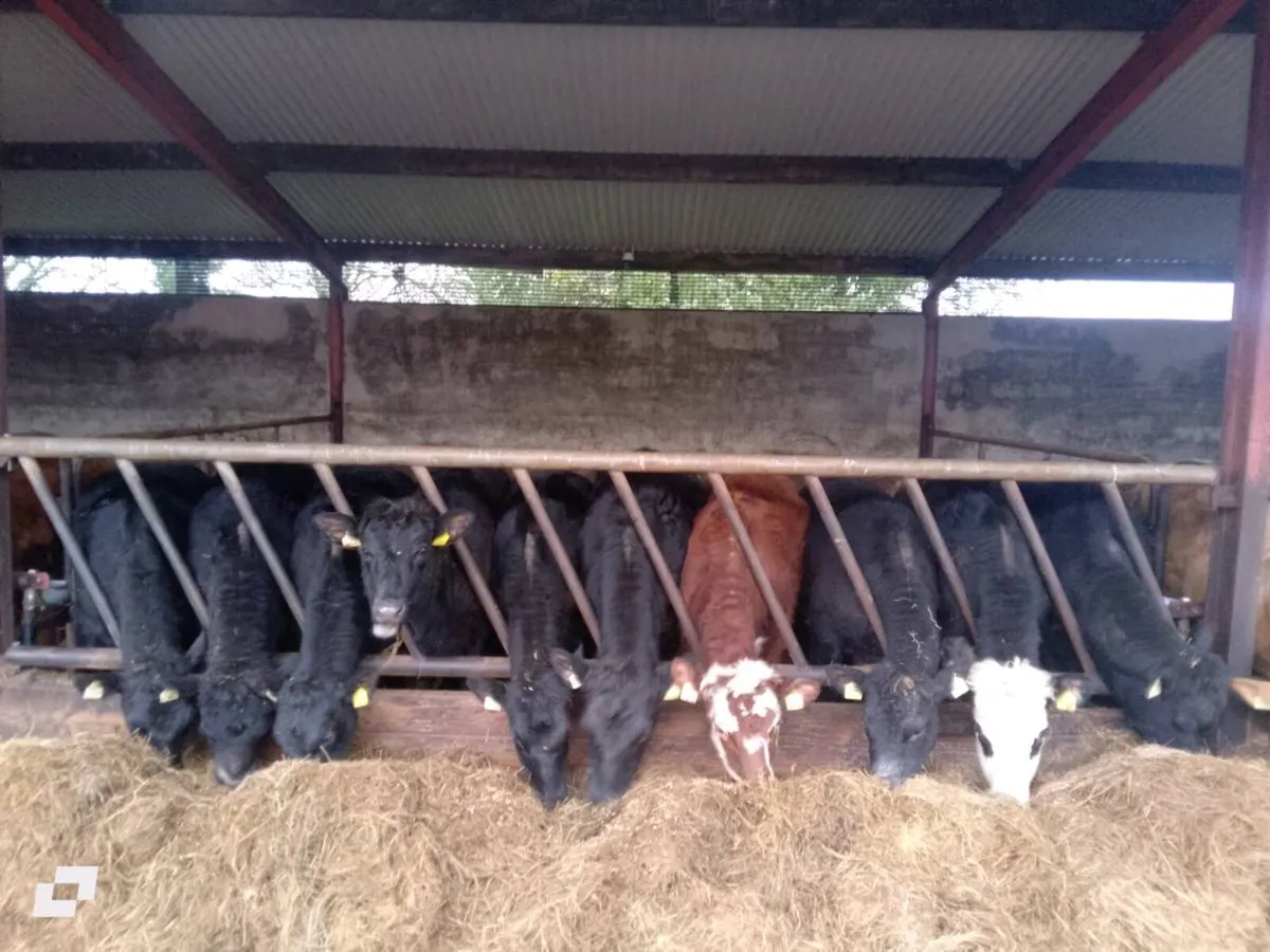 AAX heifers - Image 1