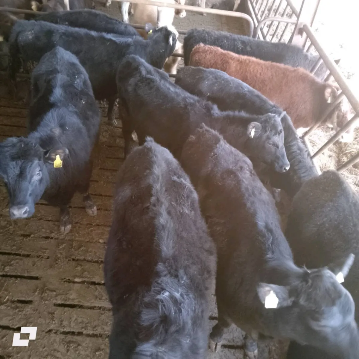 AAX heifers - Image 2