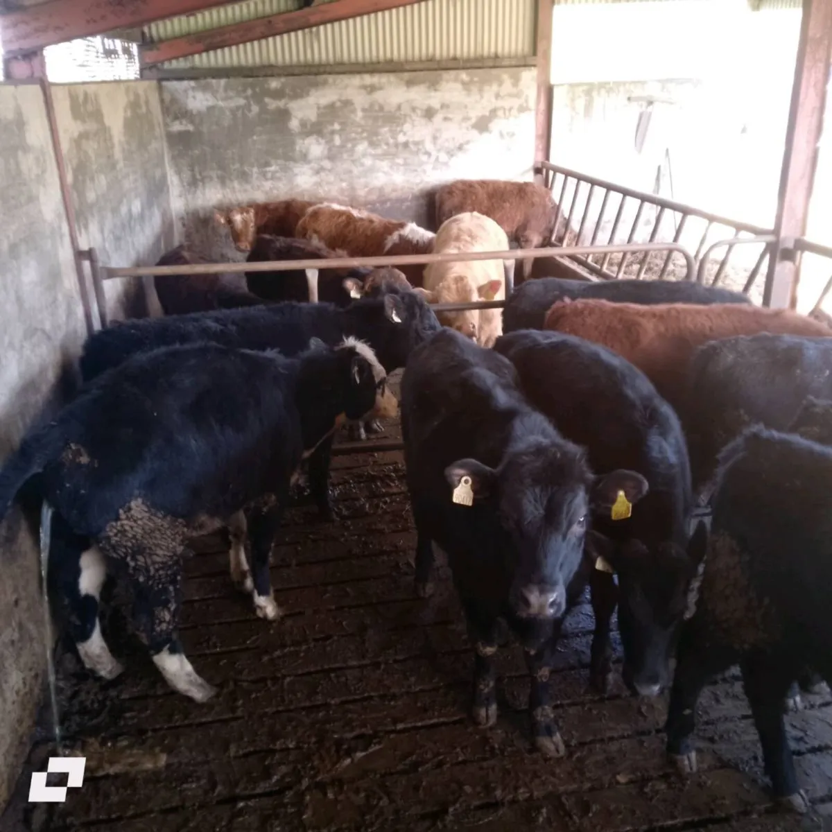 AAX heifers - Image 3