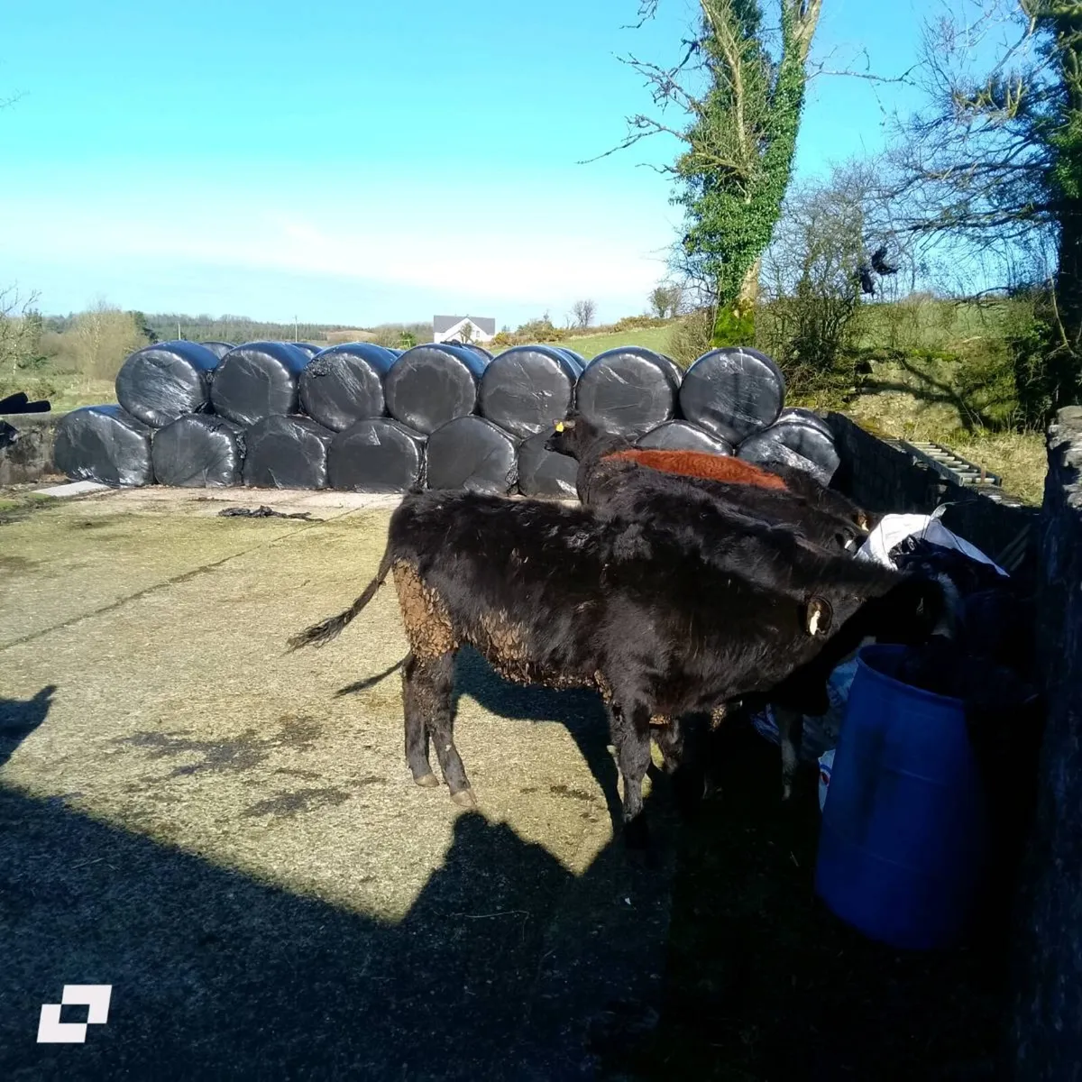 AAX heifers - Image 4