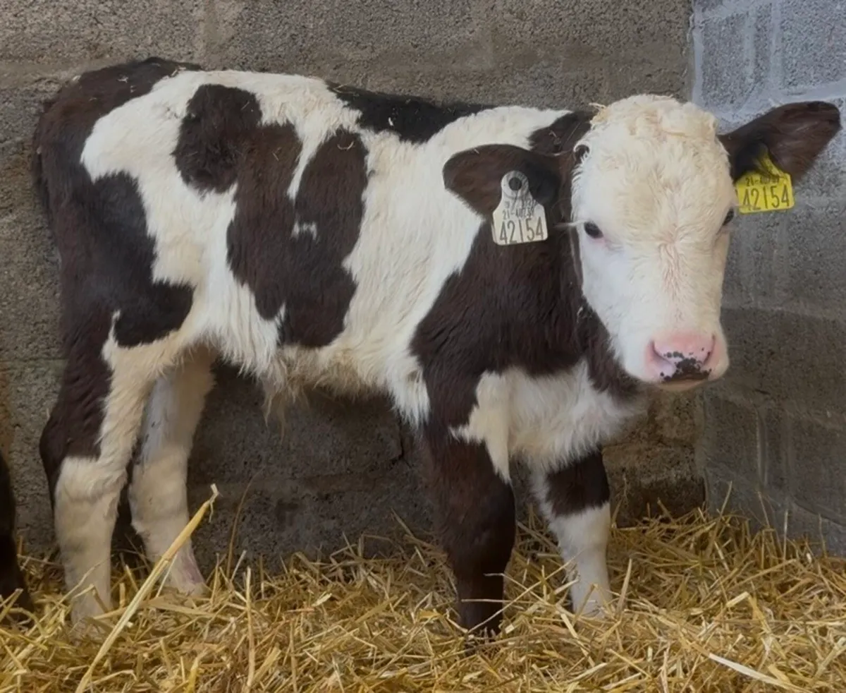 4 ai bull calves - Image 2