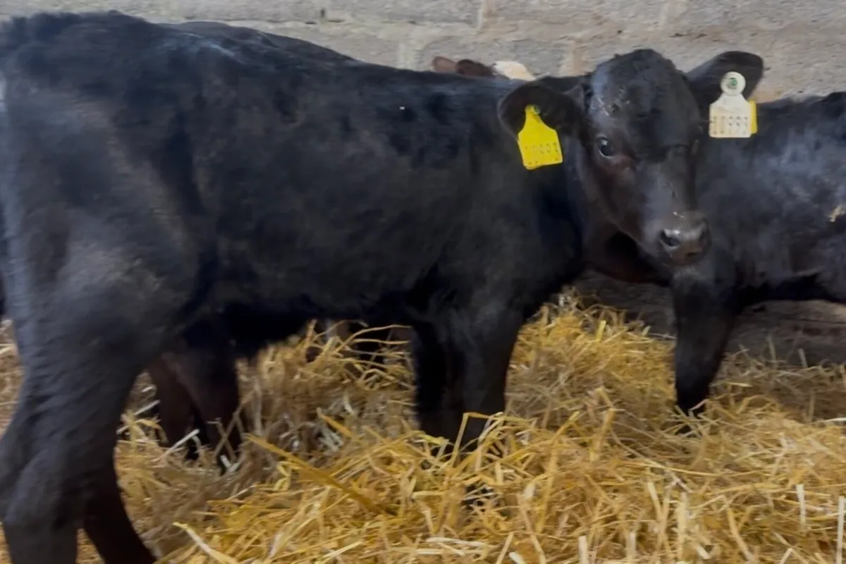 4 ai bull calves - Image 3