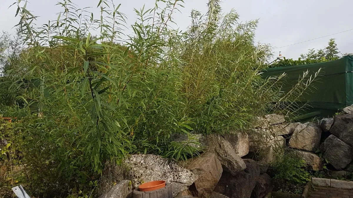 50/100 etc THICK WILLOW CUTTINGS for Hedges,Basket - Image 3