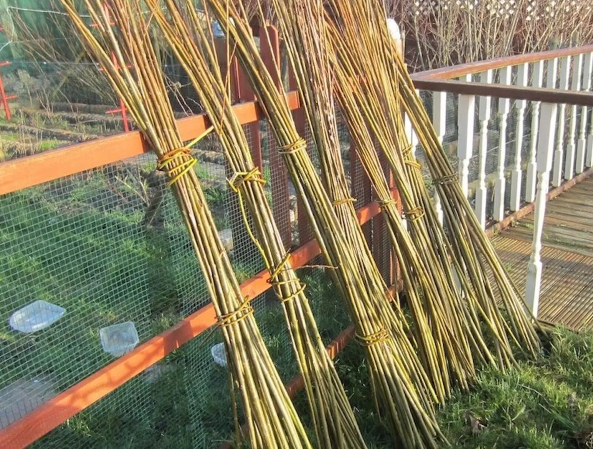 Willow Rods for weaving furniture, borders, basket - Image 1