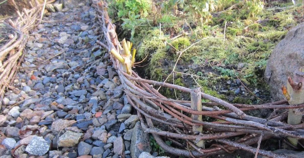 Willow Rods for weaving furniture, borders, basket - Image 2