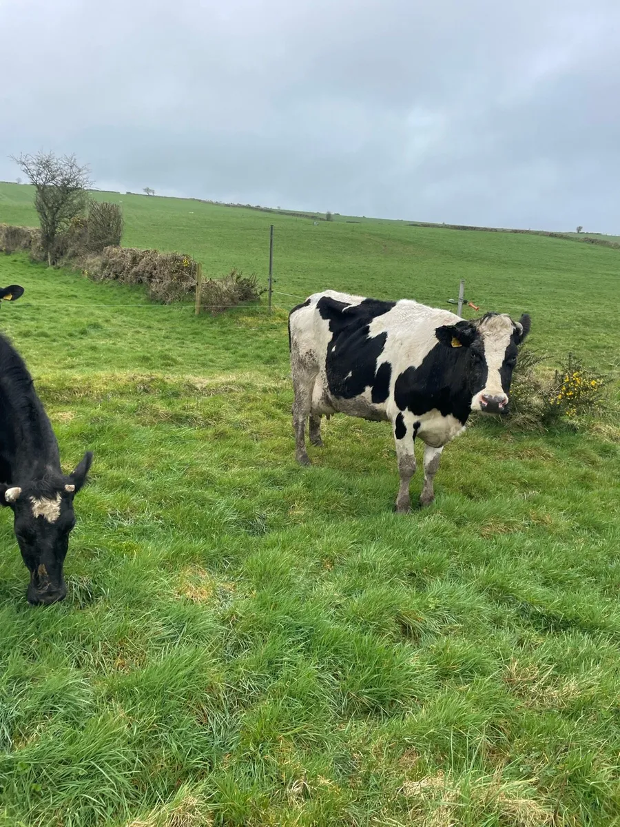 Dairy cows - Image 4