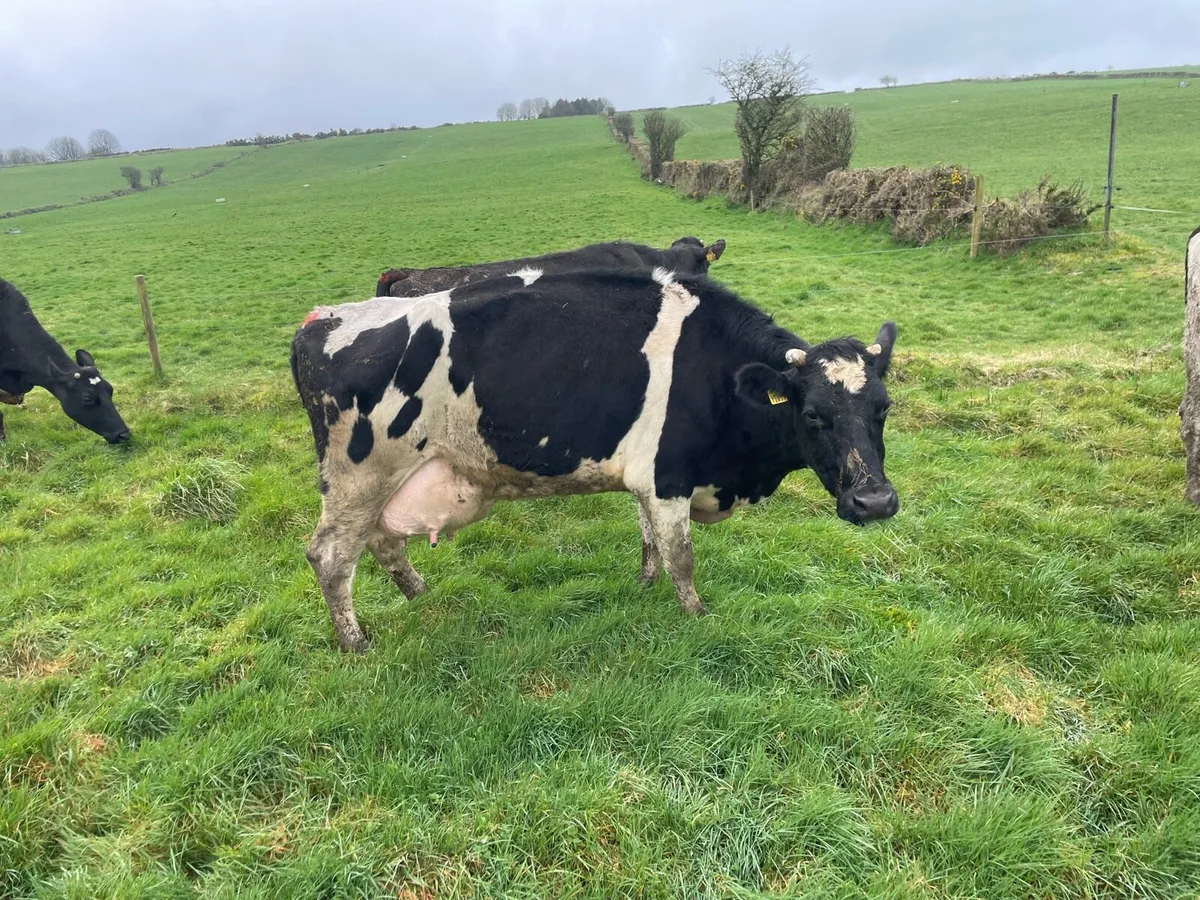 Dairy cows - Image 2