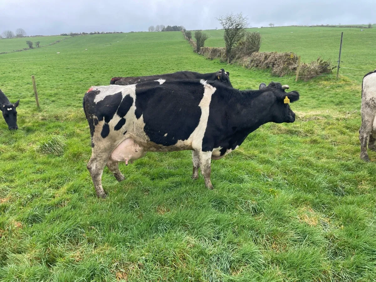 Dairy animals - Image 1