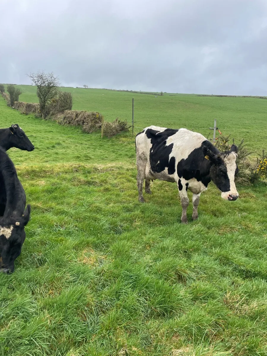 Dairy animals - Image 3