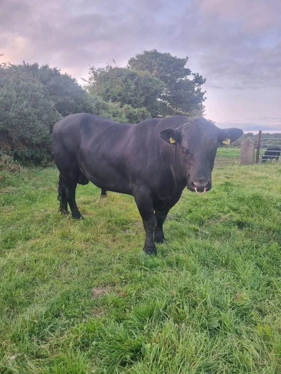 Pedigree Angus Bull - Image 1