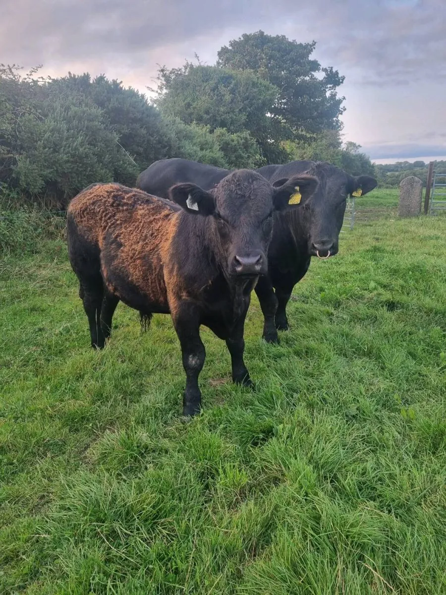 Pedigree Angus Bull - Image 2