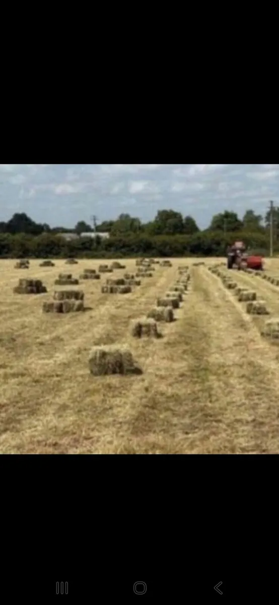 Round and square bales of hay for sale - Image 3