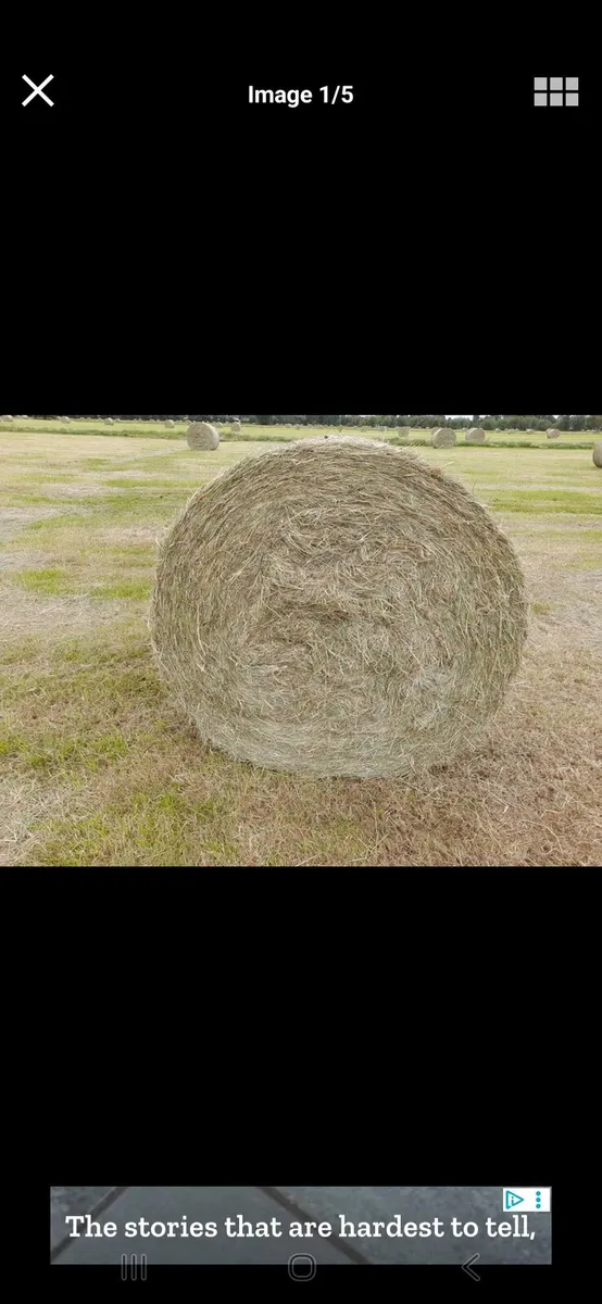 Round and square bales of hay for sale - Image 1