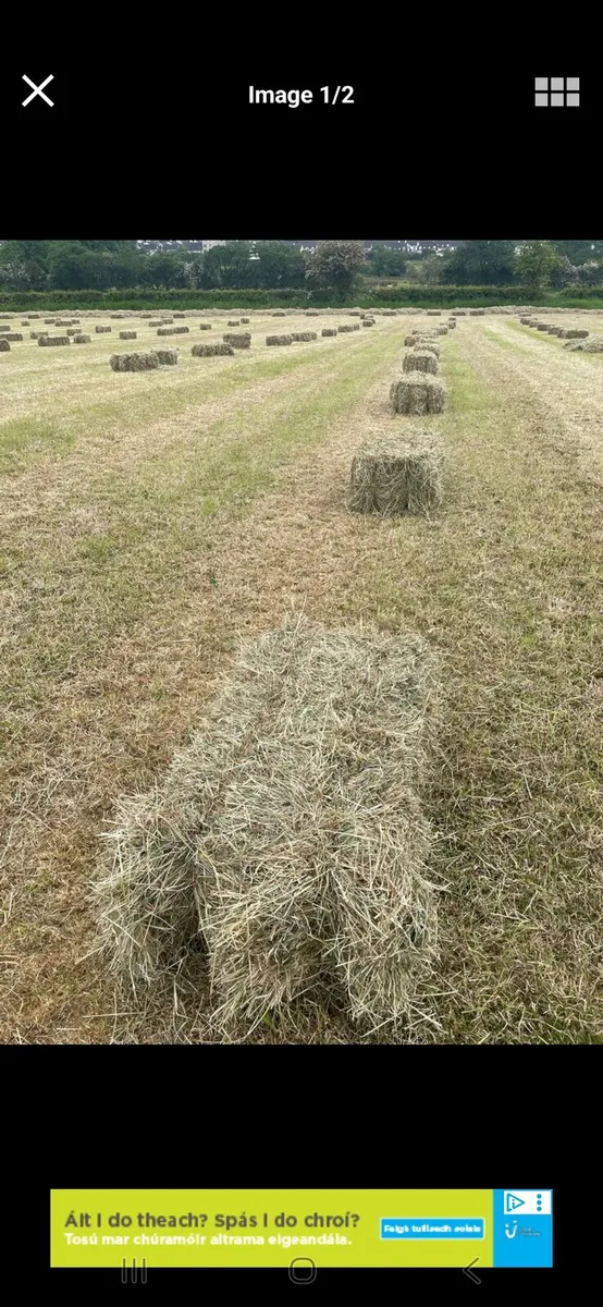 Round and square bales of hay for sale - Image 4