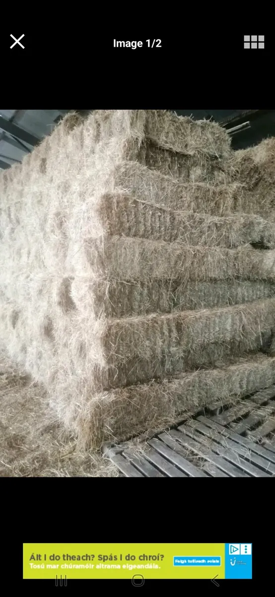 Round and square bales of hay for sale - Image 1