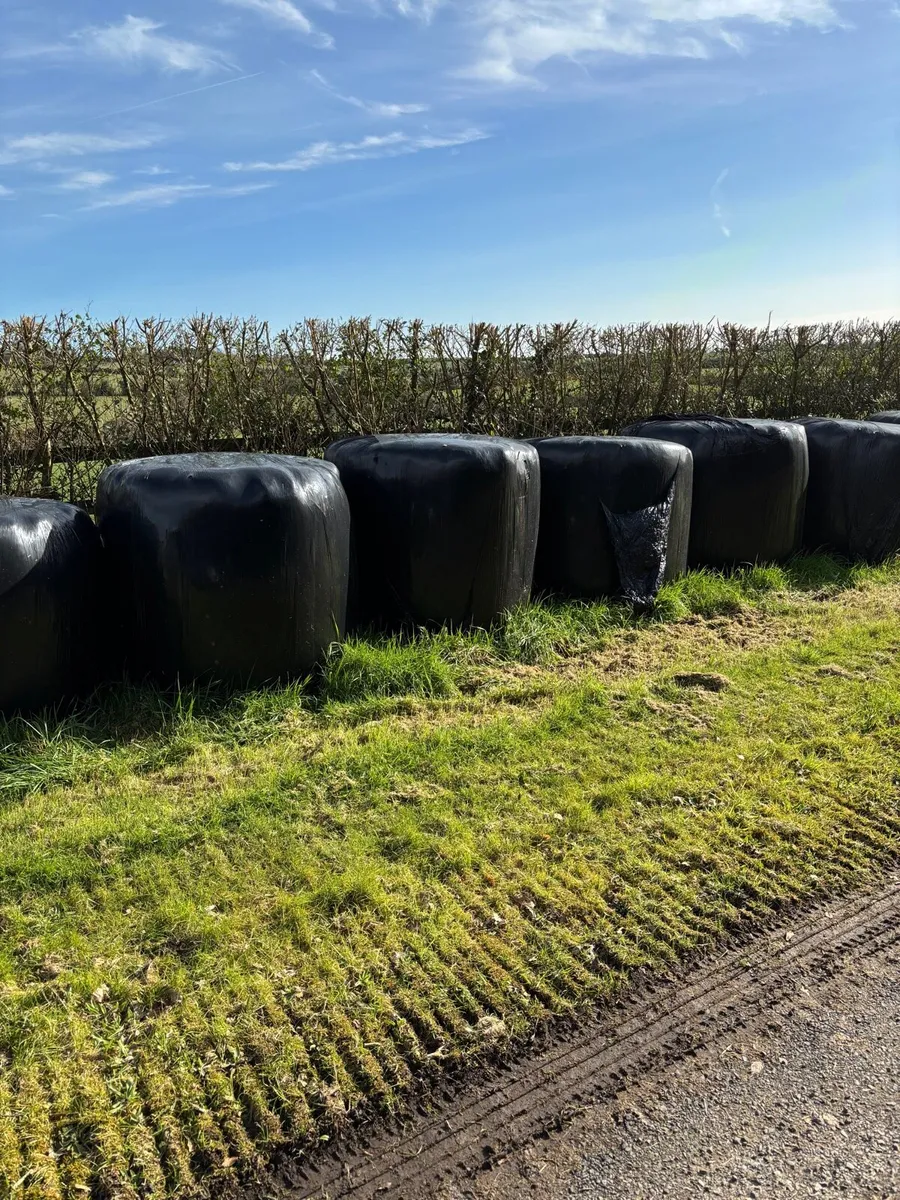 Silage bales for sale - Image 2