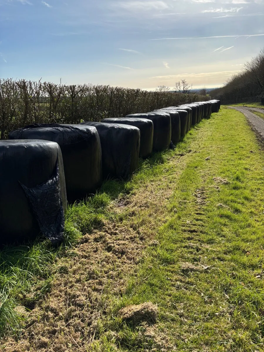 Silage bales for sale - Image 3