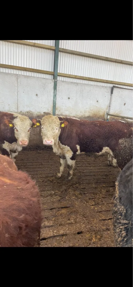 Selection of Pedigree Hereford bulls