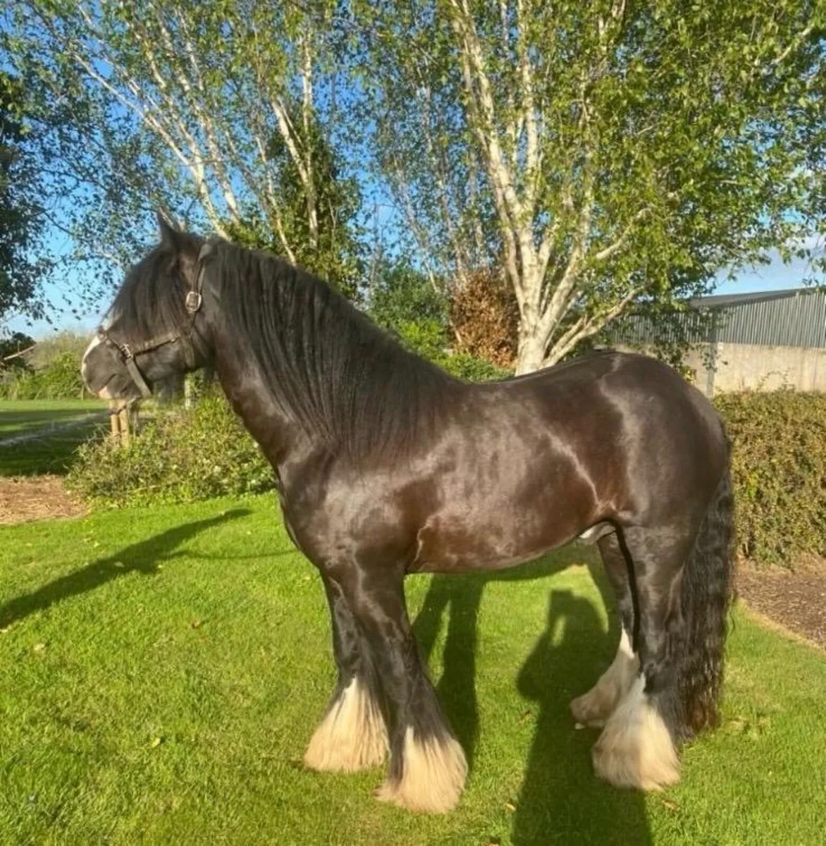 Lovely Cob at stud - Image 2