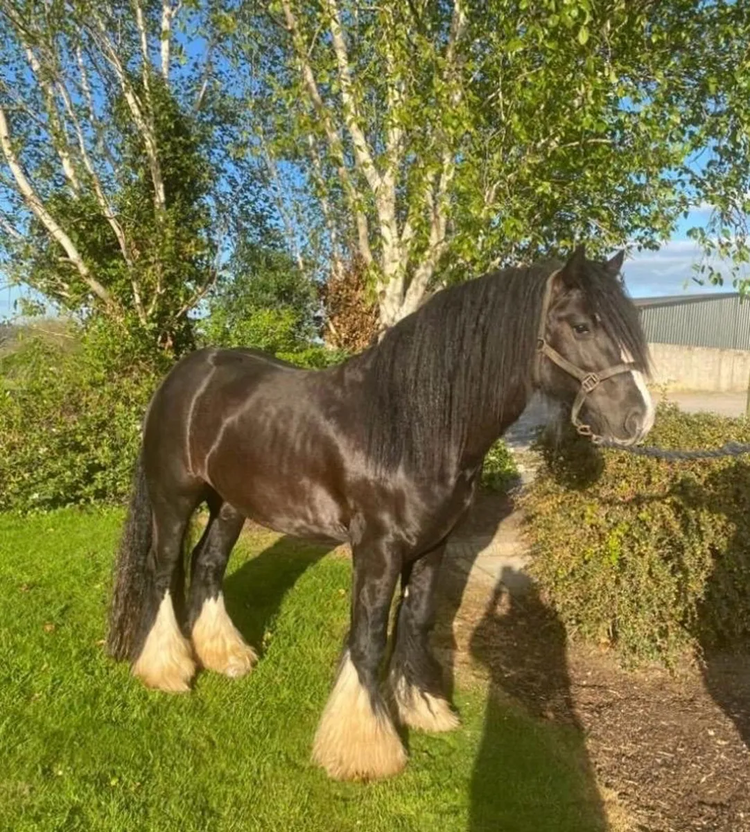 Lovely Cob at stud - Image 3
