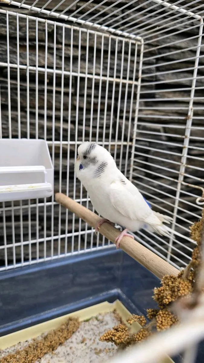 Budgerigars - Image 3