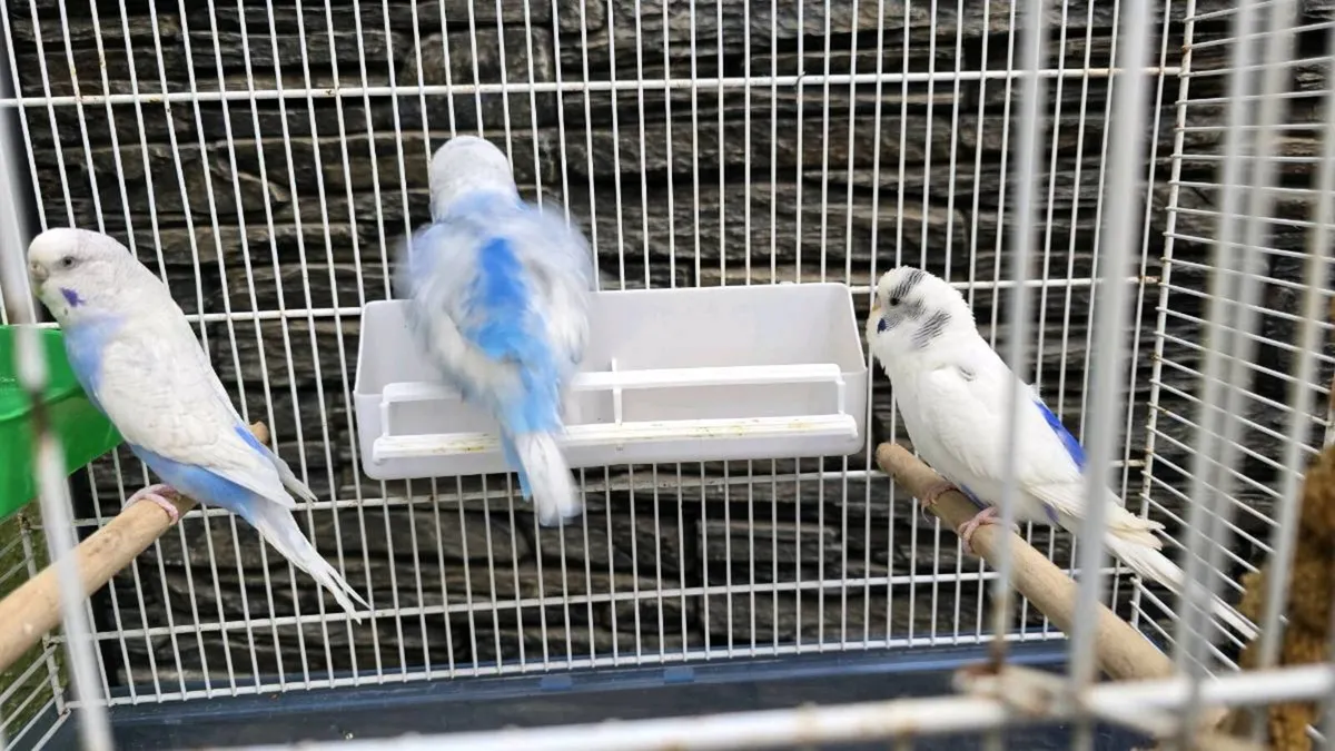 Budgerigars - Image 4