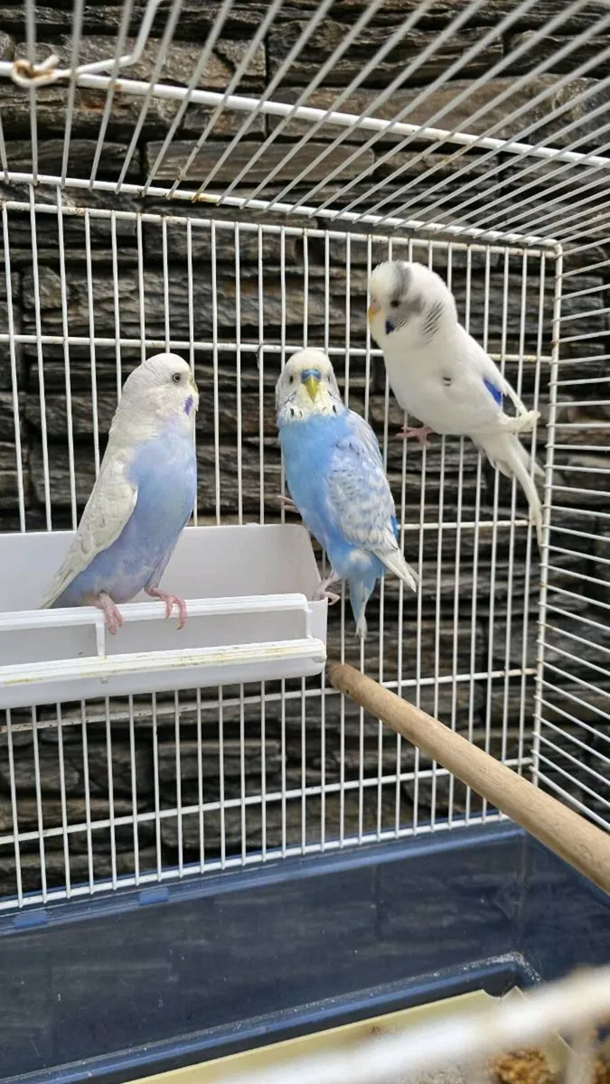 Budgerigars - Image 1