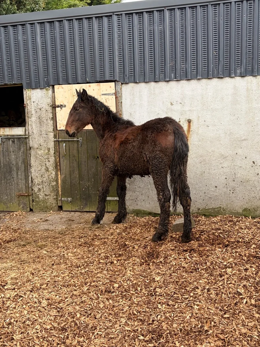 ID yearling colt - Image 2
