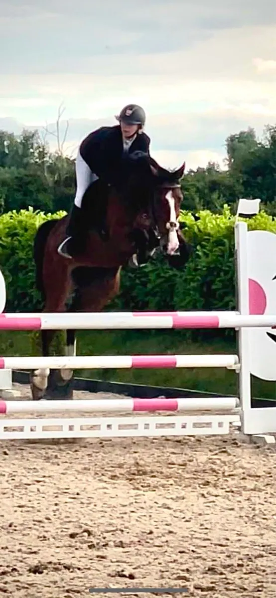 Competitive Pony - Image 3