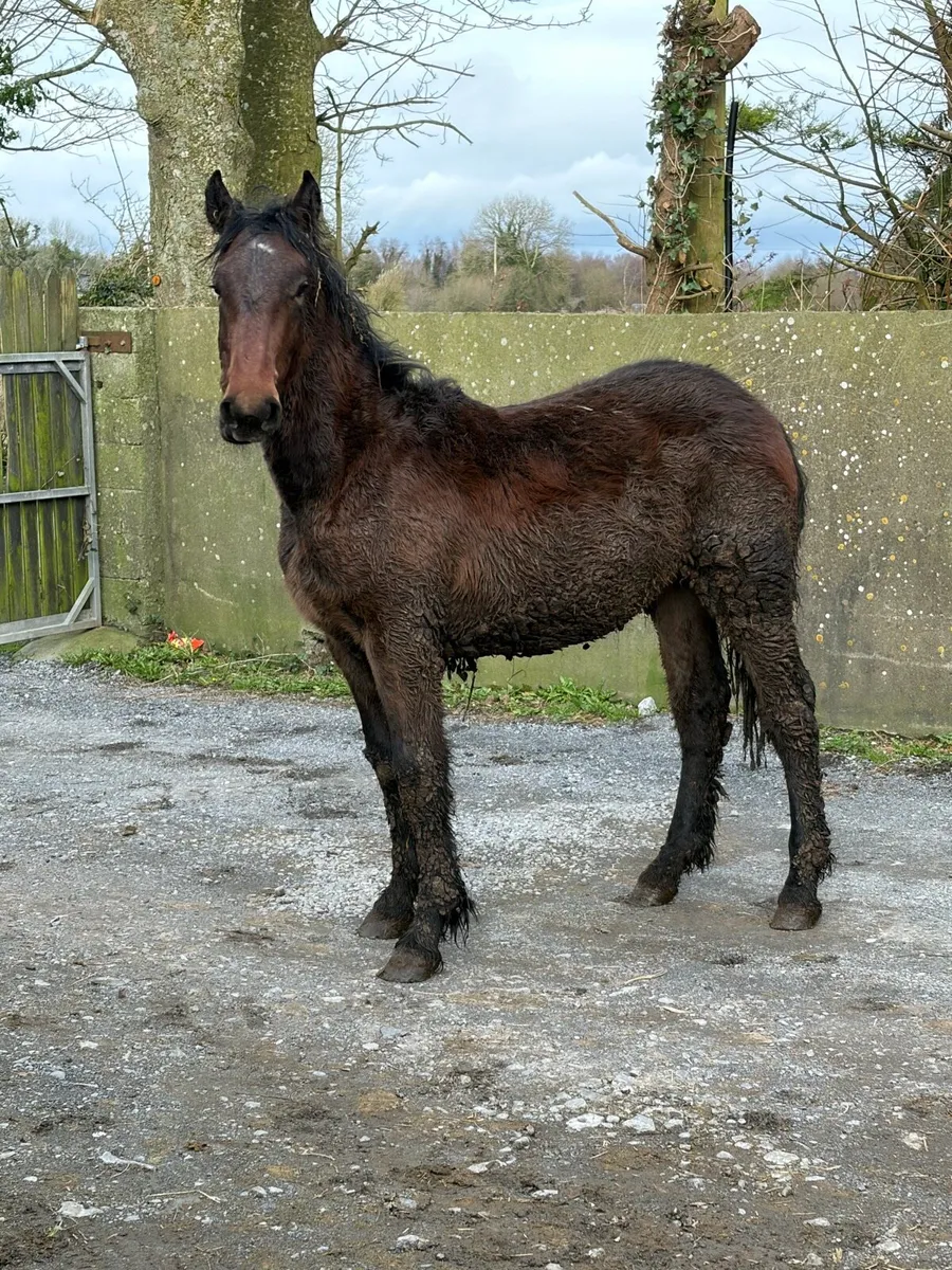 ID yearling colt - Image 1