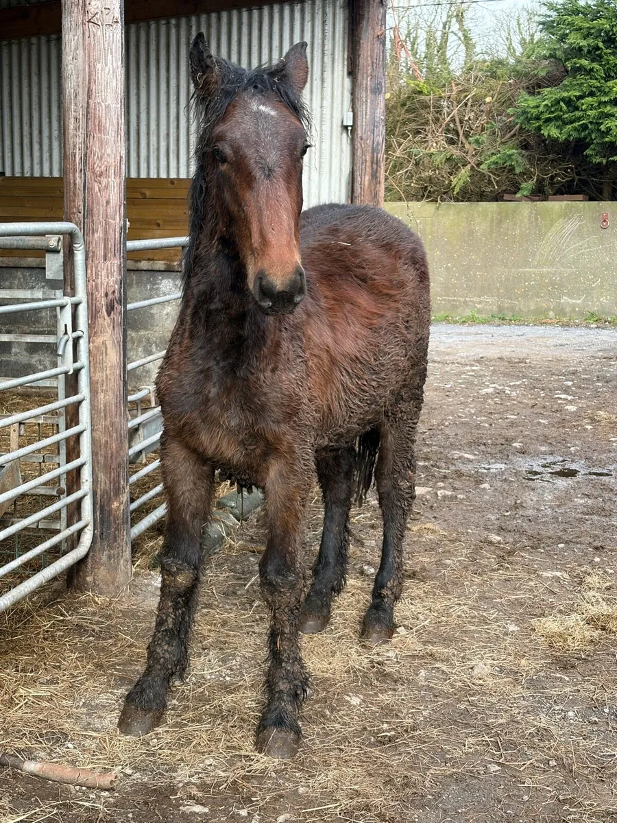ID yearling colt - Image 3