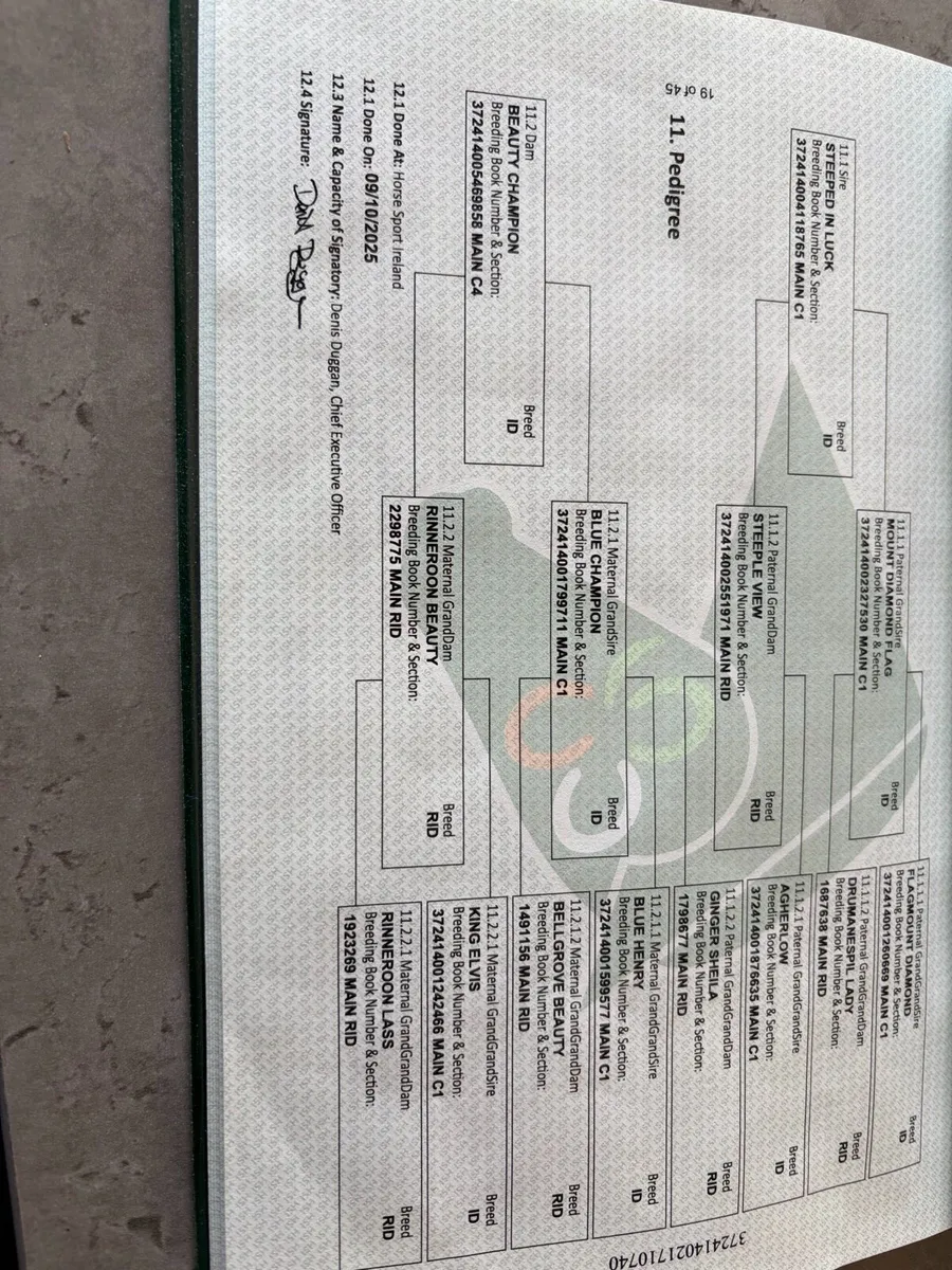 ID yearling colt - Image 4