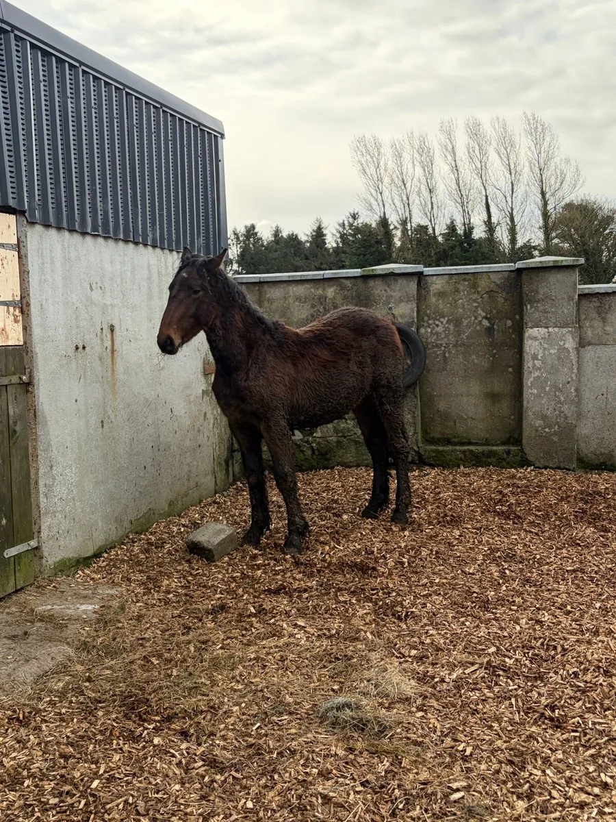 ID yearling colt - Image 4