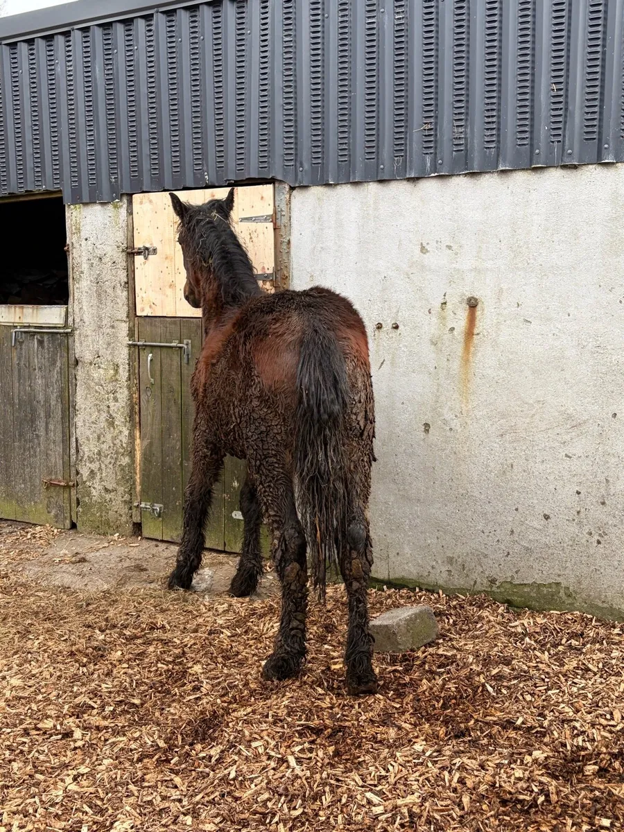 ID yearling colt - Image 2