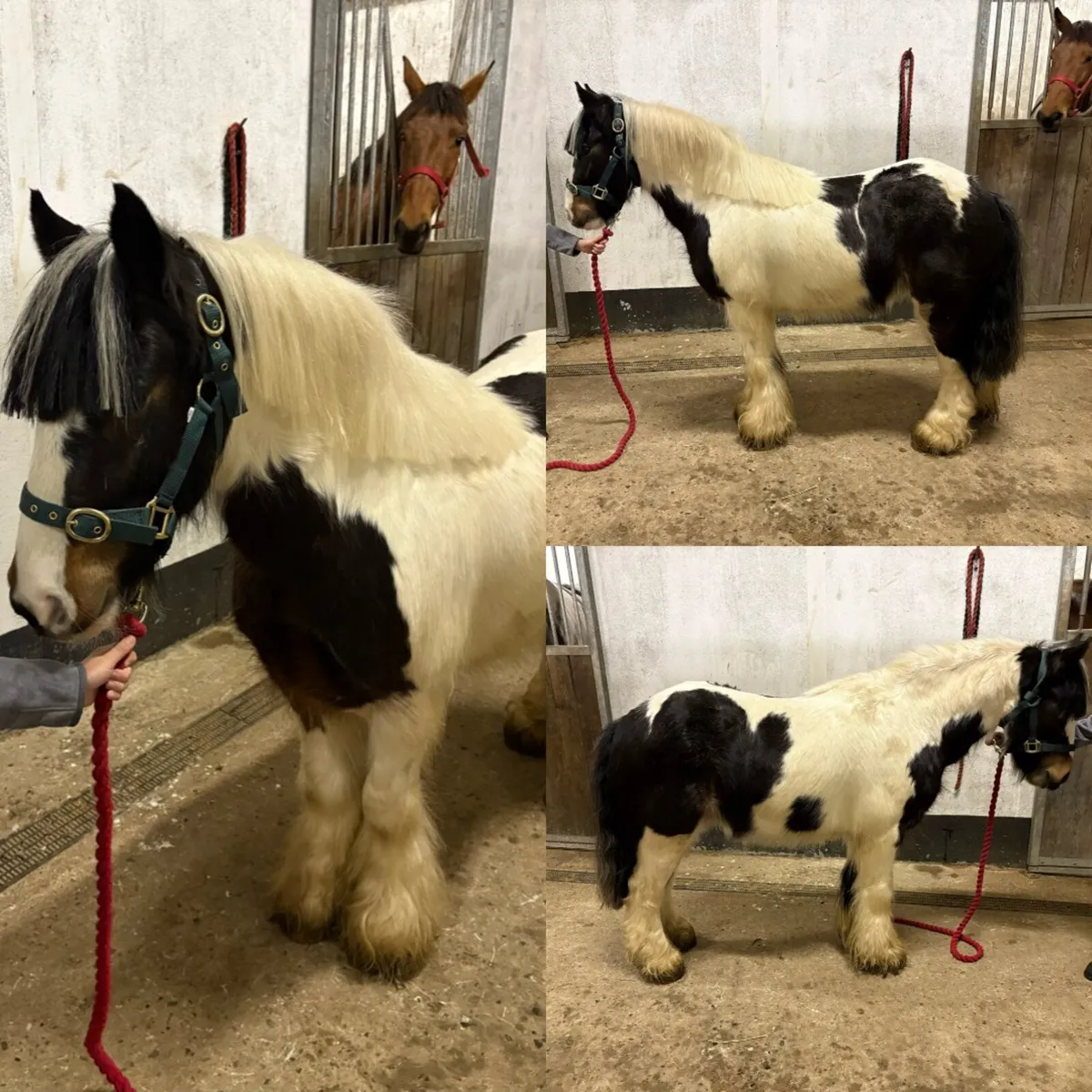 !Quiet ponies/cobs ! - Image 2