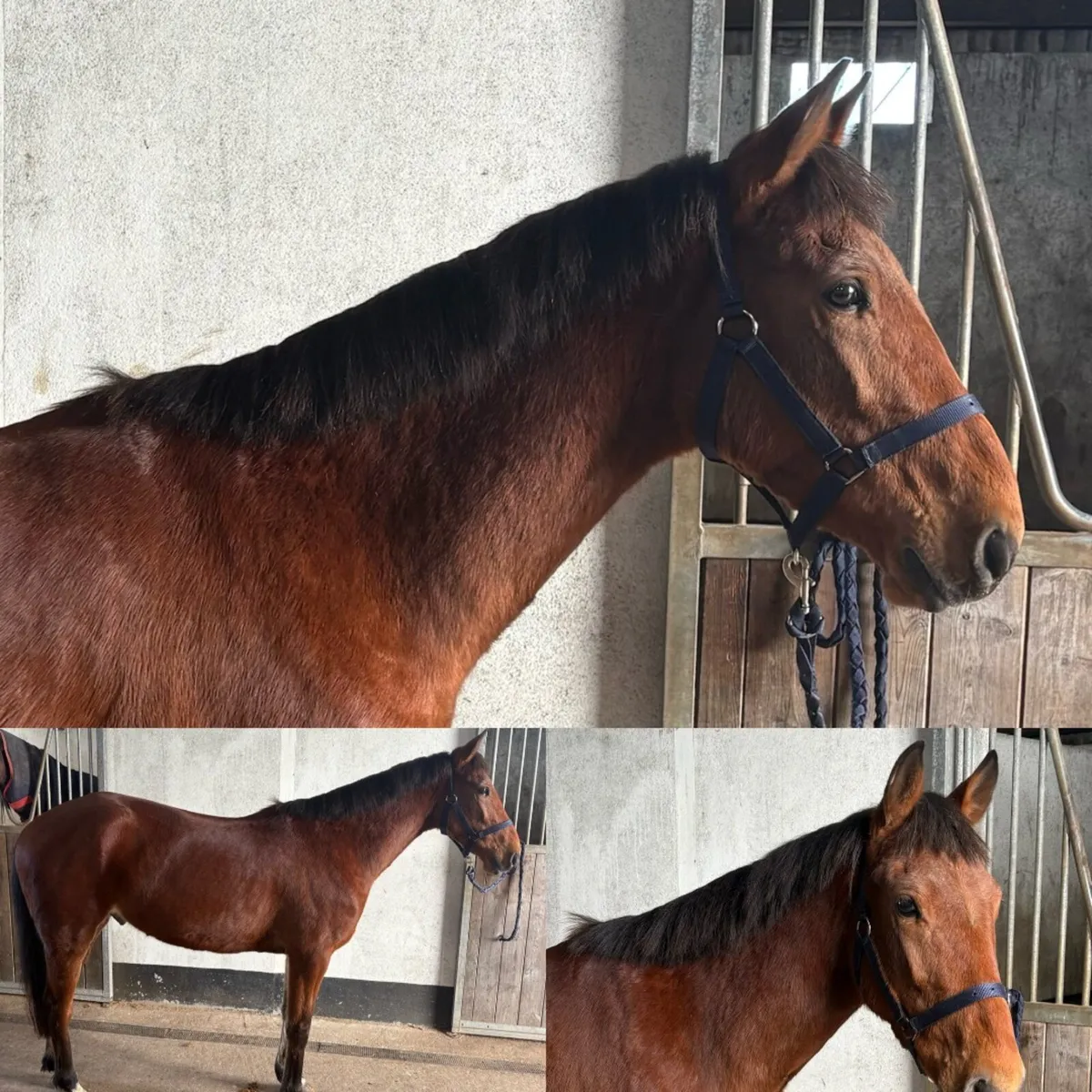 !Quiet ponies/cobs ! - Image 3