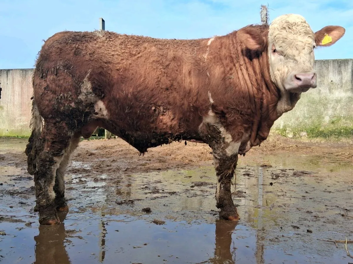 ⚡️Simmental bulls⚡️ - Image 3