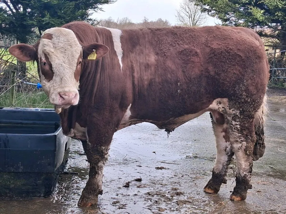 ⚡️Simmental bulls⚡️ - Image 4