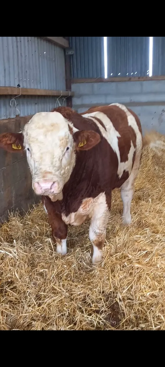 ⚡️Simmental bulls⚡️ - Image 1