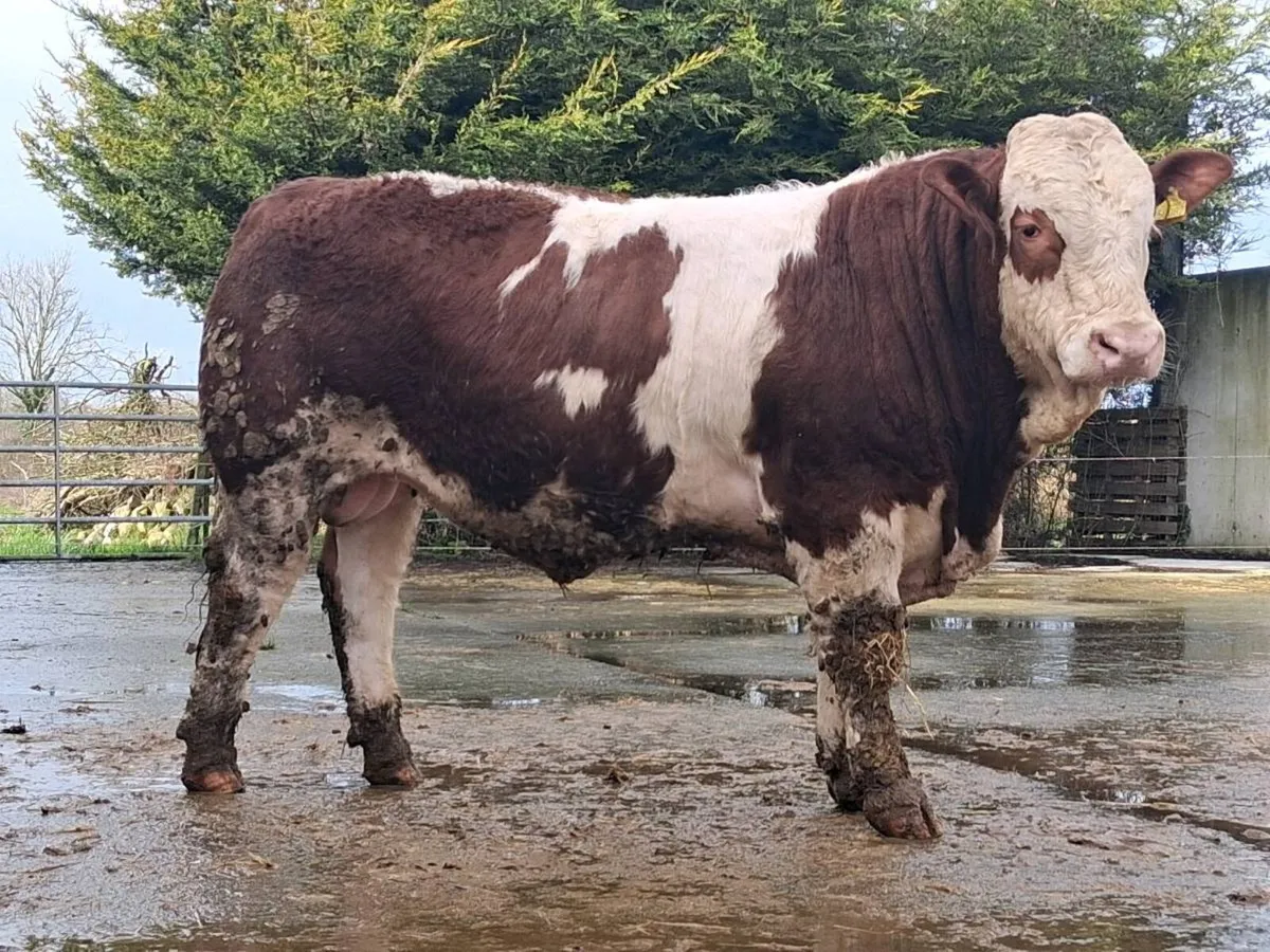 ⚡️Simmental bulls⚡️ - Image 2