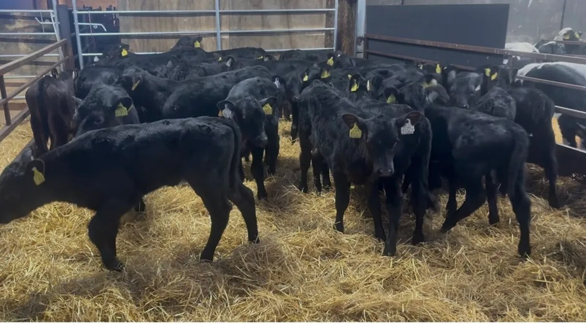 ❌ proper AA hefirs ❌ - Image 2