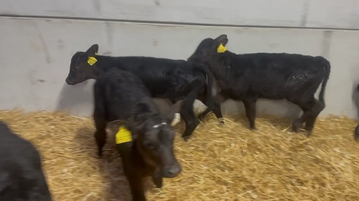 ❌ proper AA hefirs ❌ - Image 3