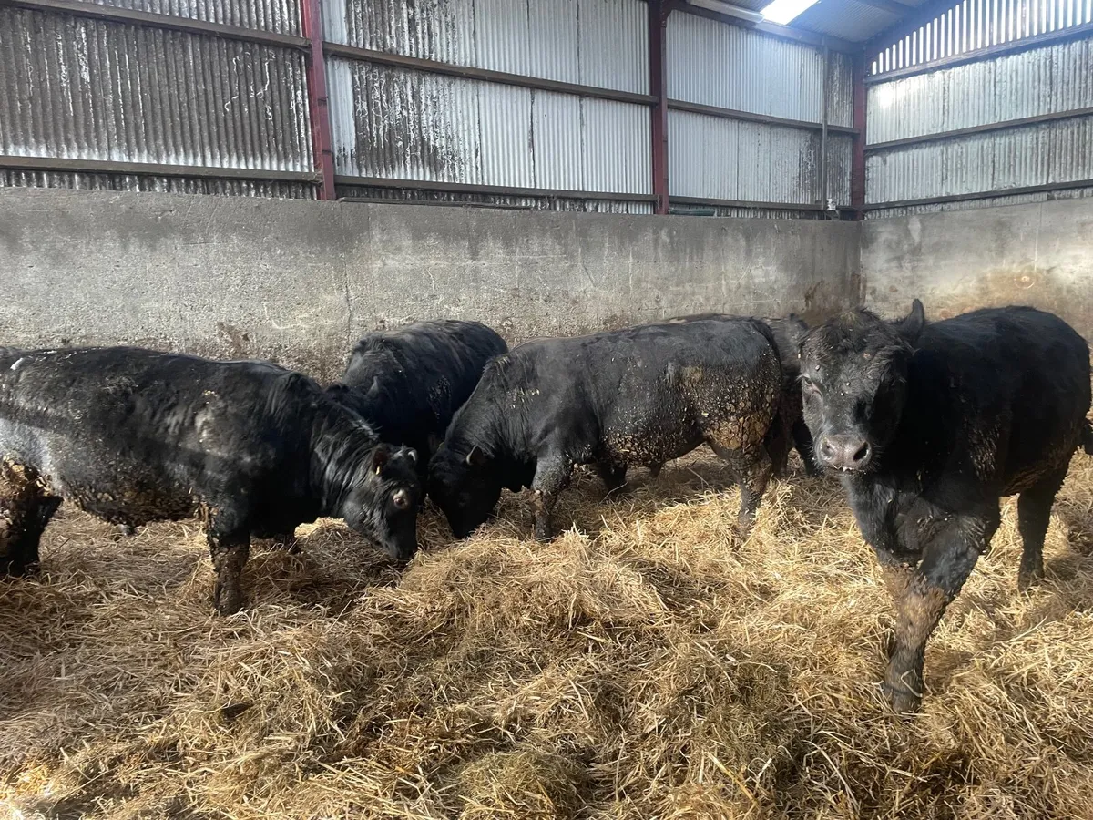 Angus bulls - Image 2