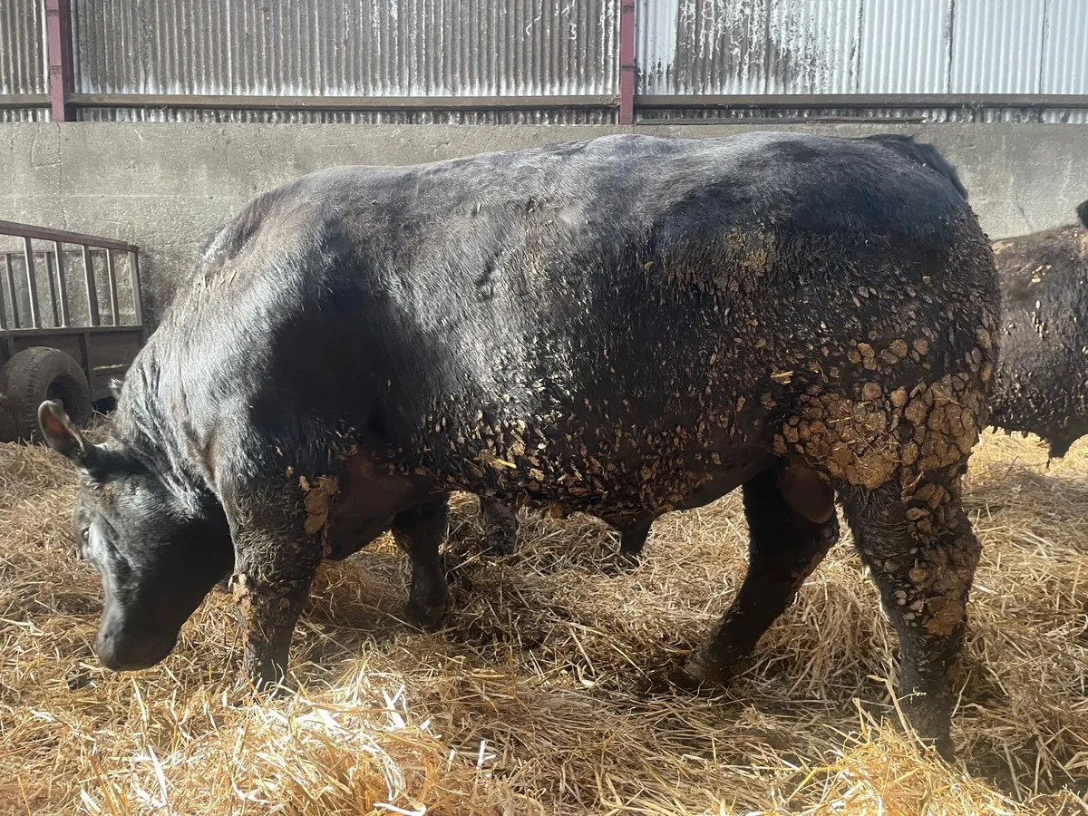 Angus bulls - Image 3