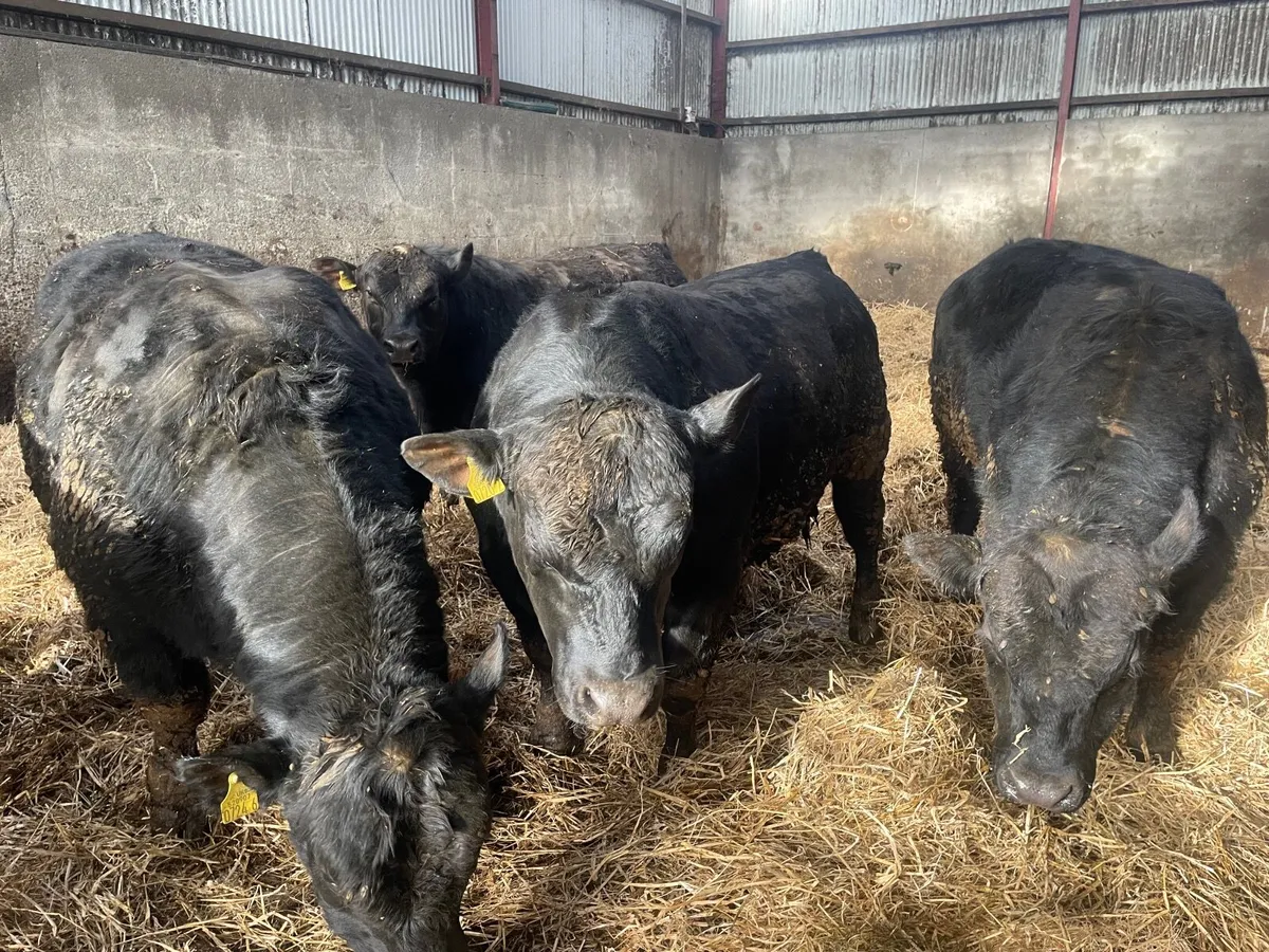 Angus bulls - Image 4