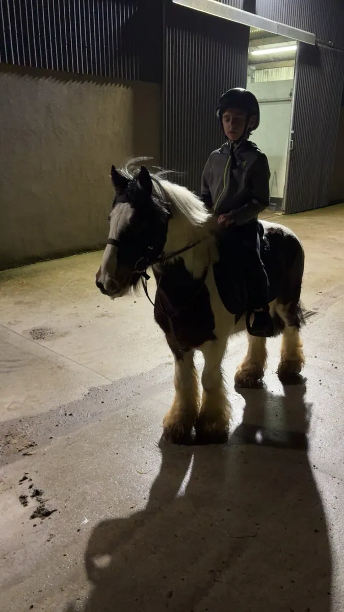 !Quiet ponies/cobs ! - Image 1