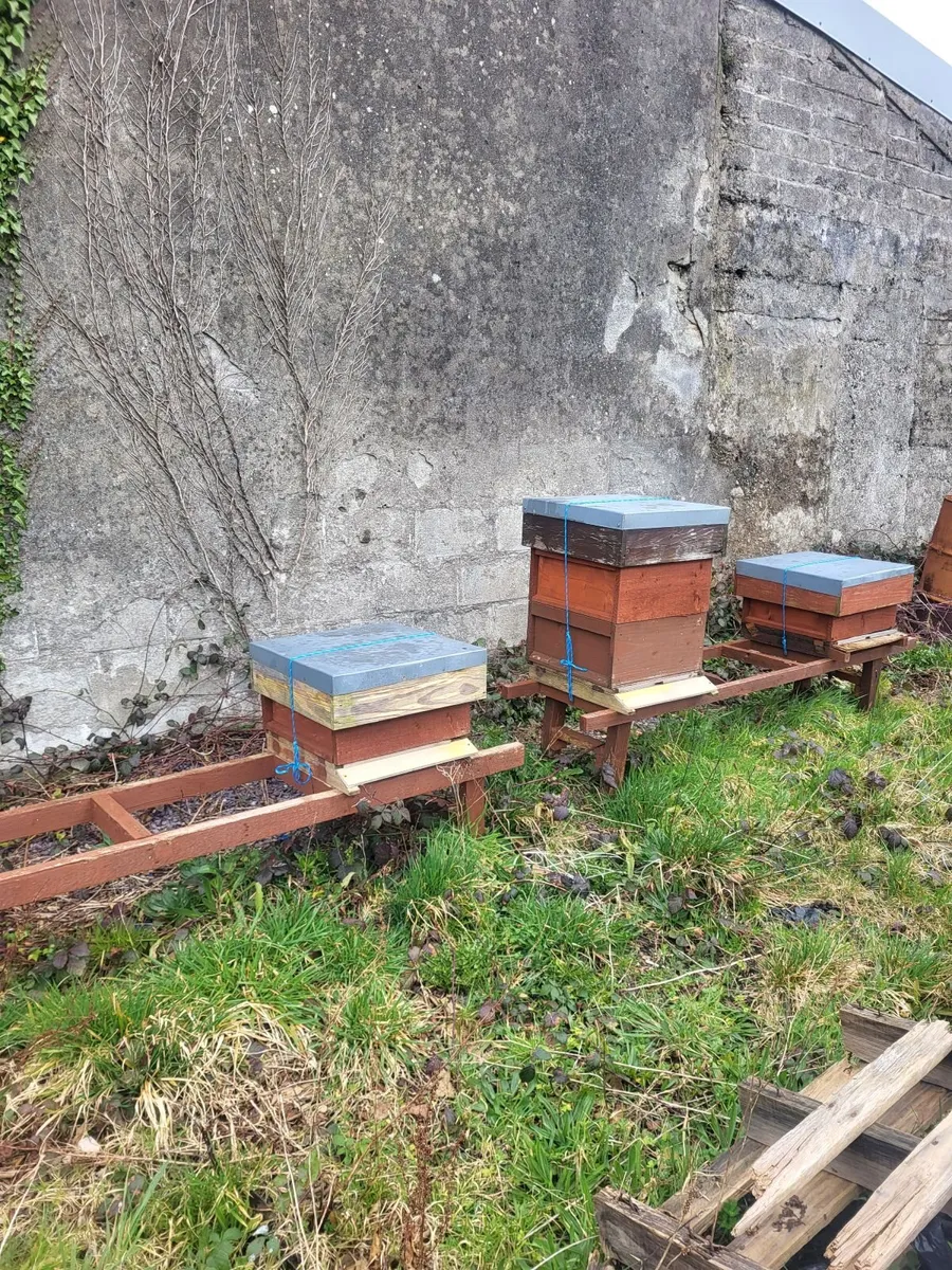 Treatment free honey bees for sale